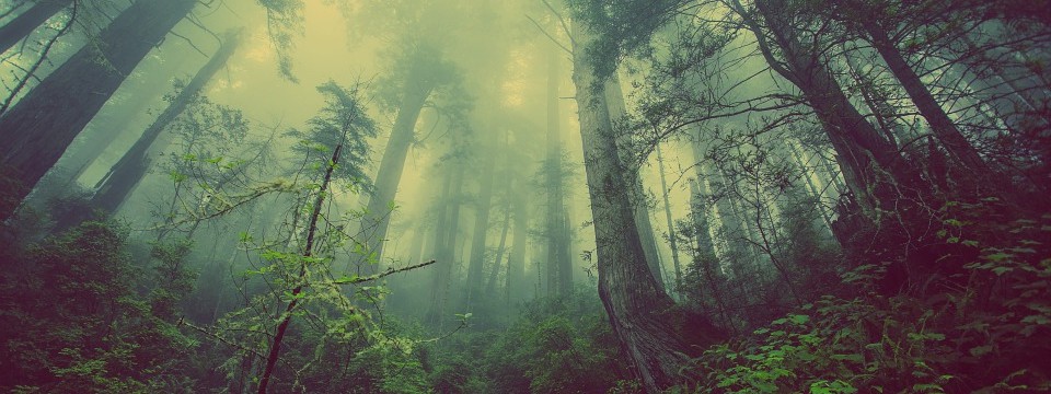 forest-931706_960_720