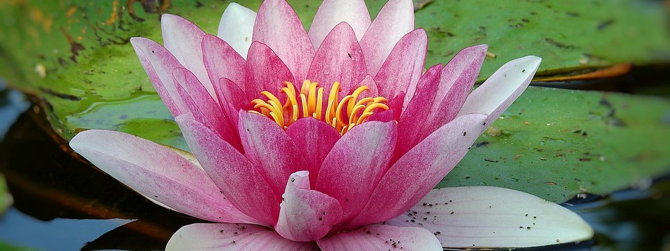 lily-4459351_960_720